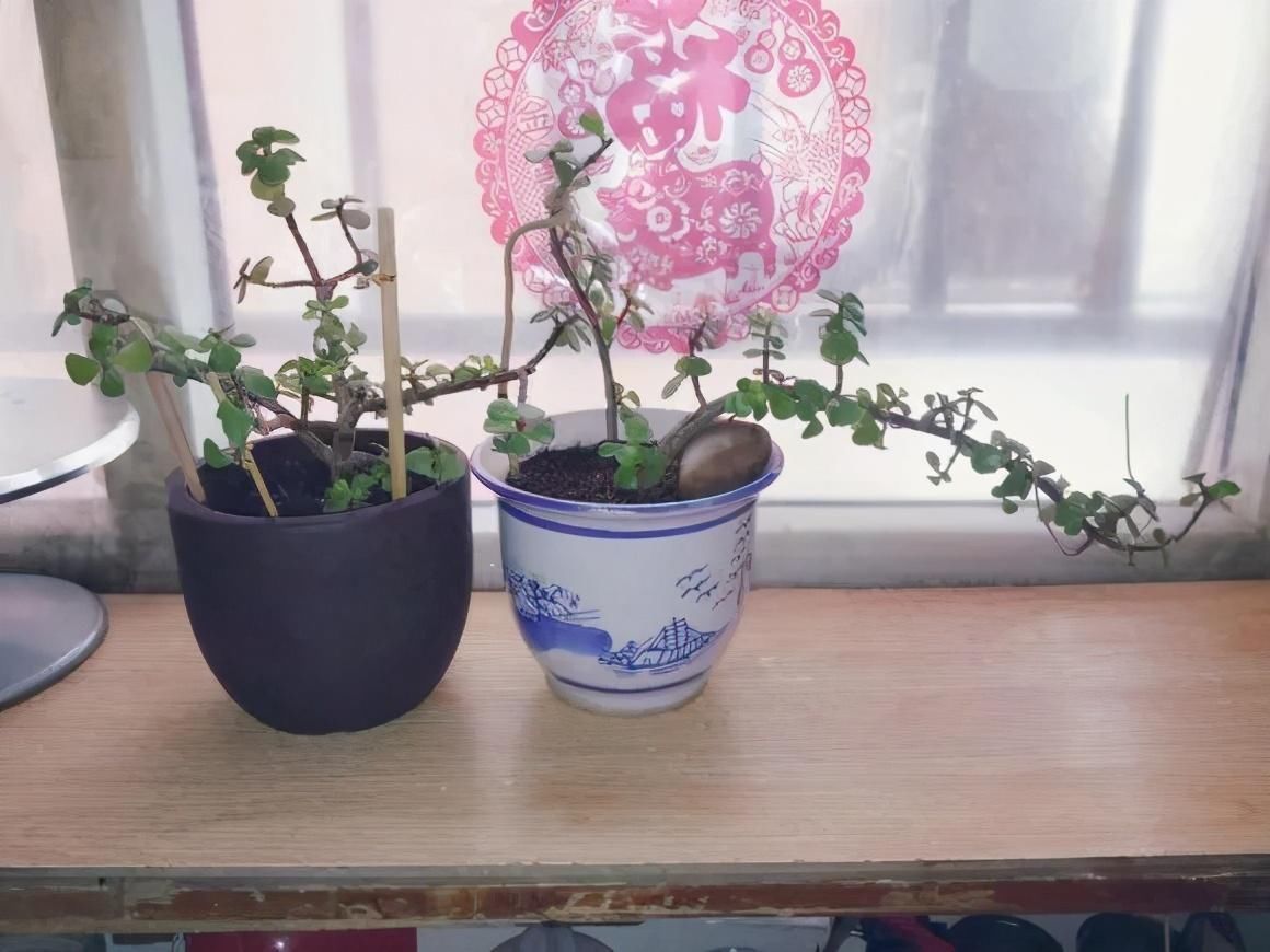 竹芋|11月,千万别买这种花,养不活惹一肚子气