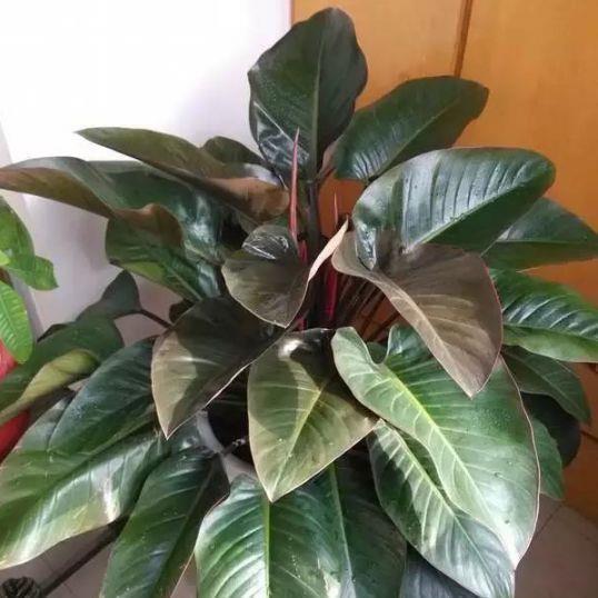 这款花卉养在家里,金黄灿灿,寓意吉祥富贵,是漂亮又好养的花