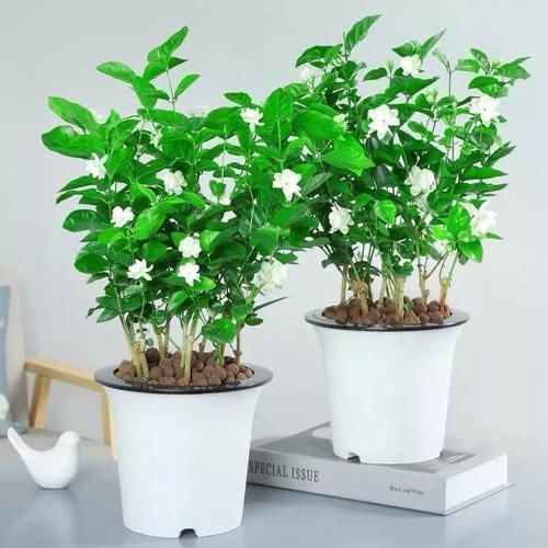 想让家里“病菌”少,就养五种植物,漂亮又好养!