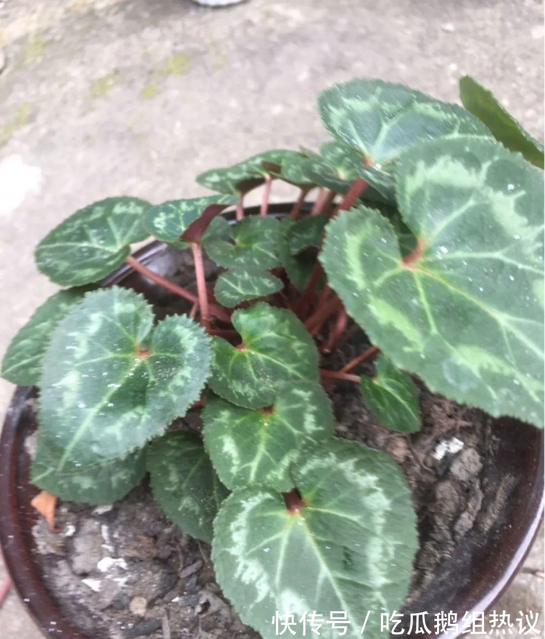 种花|9种花,夏天休眠了,一定少浇水,否则越浇越死