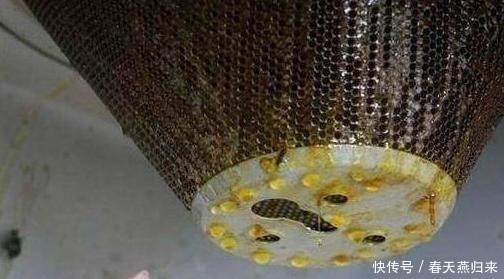 厨房油烟机废油该怎么处理摸清使用技巧，养花不用掏钱买肥料
