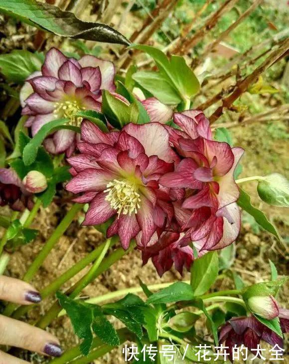 茶花|雨雪天冻不死的3种花,冬天开得旺,放家里喜庆又漂亮