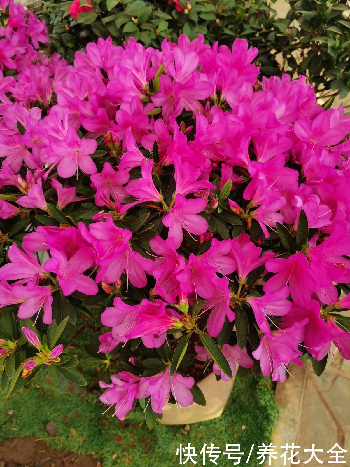 家里面养6种守家树，开花红红火火，一年到尾都有好兆头