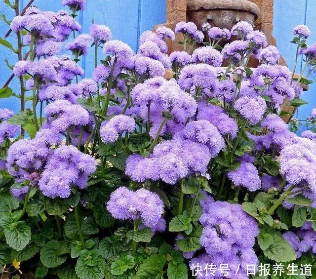 若有院子,养些紫色的花吧,高级又浪漫!