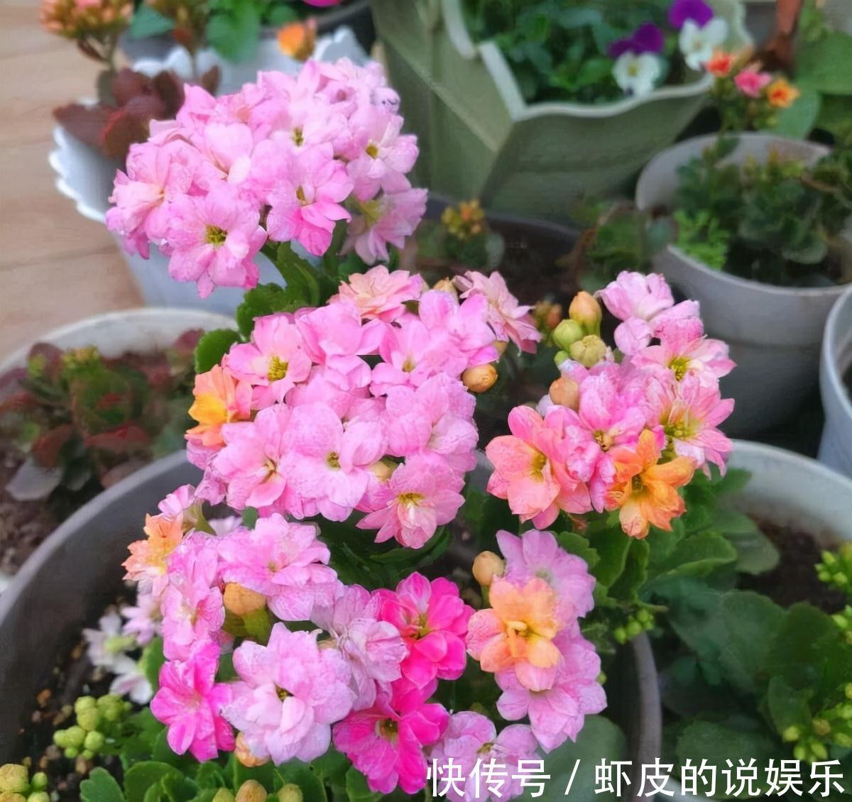 寿命长的“3种花”，最喜欢用小盆栽种，盆越“小”长得越好