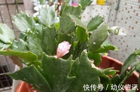 浇水|蟹爪兰怎么养才能开花蟹爪兰催花小妙招,养好了一年可开3次