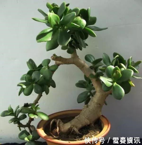 4种“便宜花”,多修剪少浇水,养成高价盆景,价格翻倍