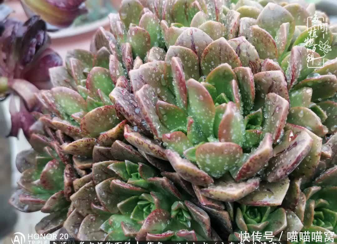 多肉|你是爱,是暖,是希望,你是人间四月天!