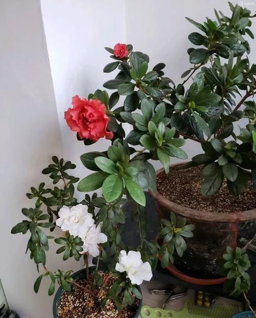 五种花如果现在有花苞了,买回家一定要剪掉