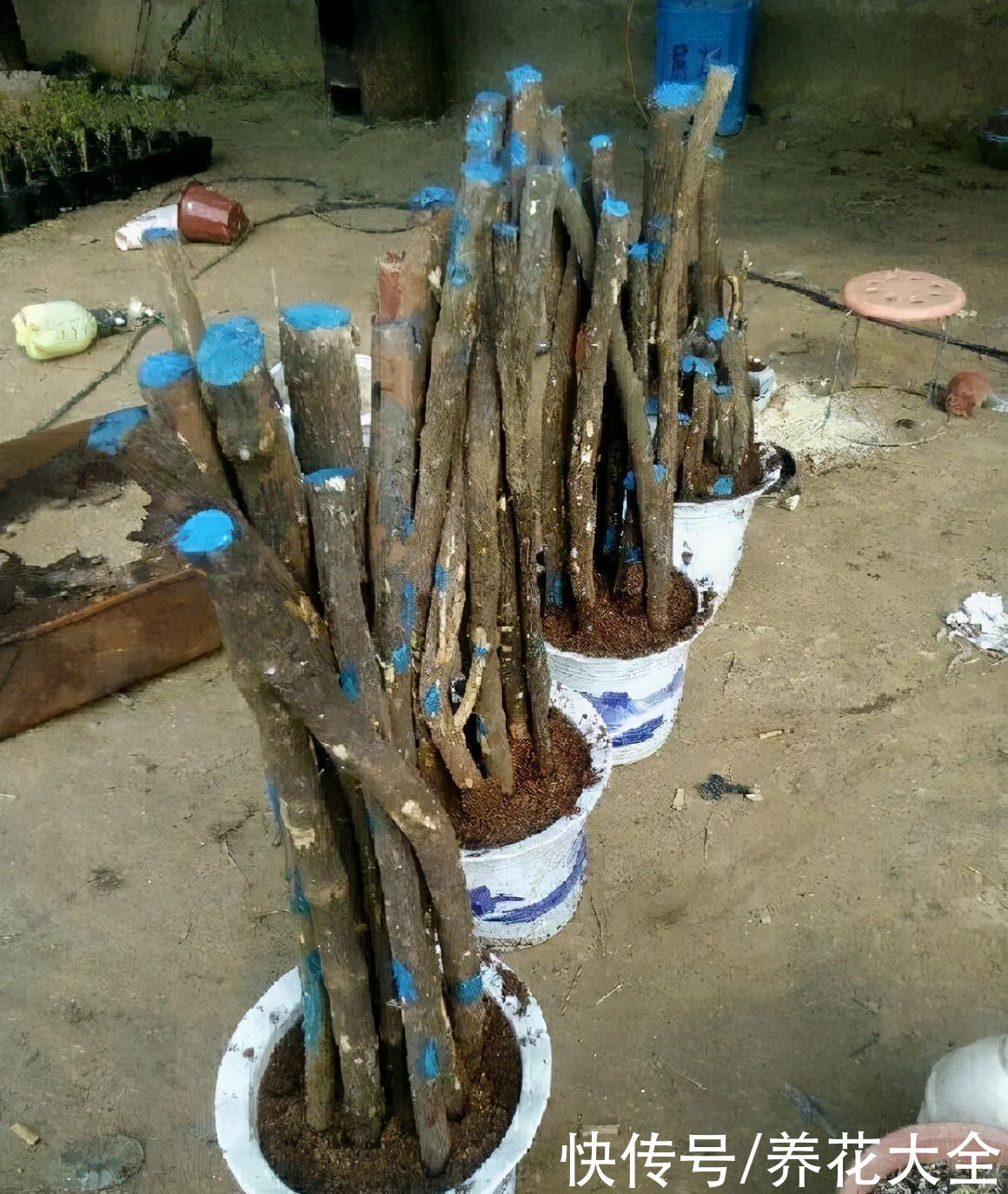 大粗杆子扦插，泥巴一裹就生根，秒变老桩大户