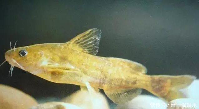 昂刺|现在正是钓黄颡鱼的好季节，但你没技巧就只能当“空军”