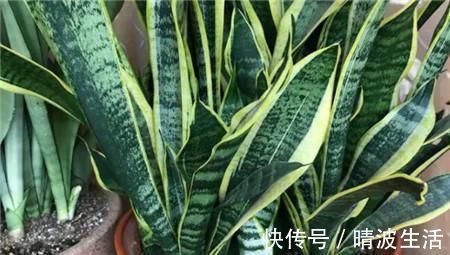 家里养这4种植物,旺财镇宅,净化空气又好看,养一盆特别值