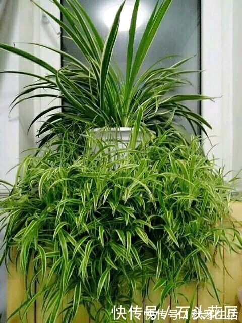 搬新家之前,一定要养“这6种花”,除“甲醛”效果好