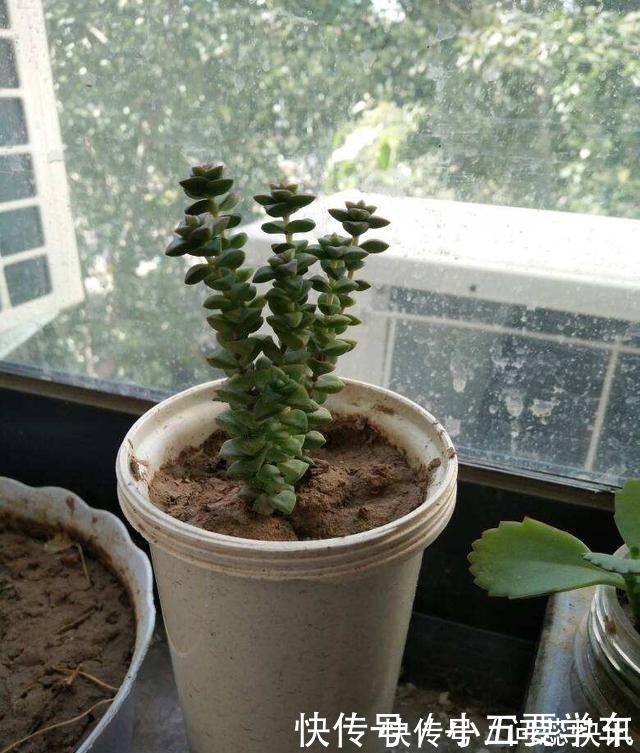 土壤板结|浇水时的3个坏习惯,赶紧丢掉,不然土壤硬得像石头!