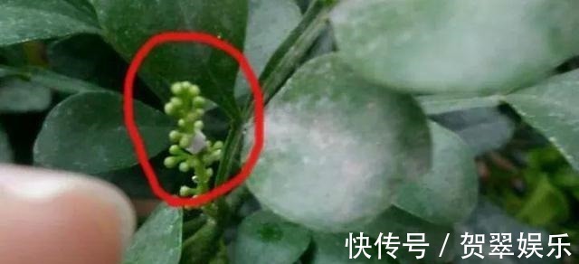 养护|李大爷养“米兰”,浇灌这种水,花苞多、花味香,养10年还在开