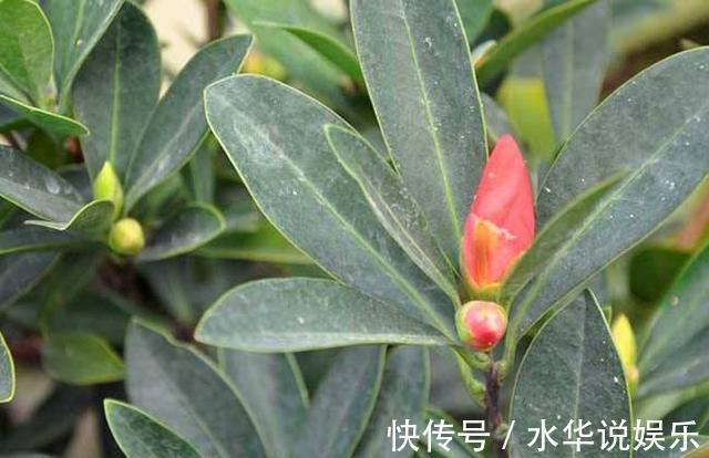 花朵|四季茶花进入秋季后怎么养护做好几点,花朵能一直开到冬天