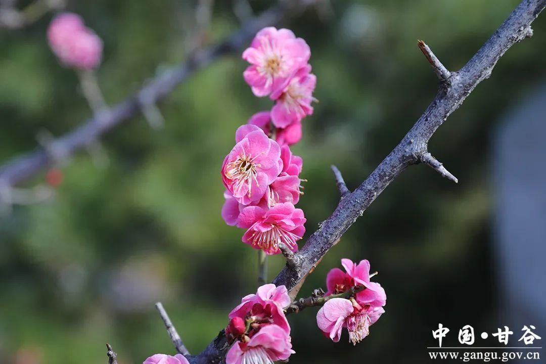 【春日印象】甘谷：梅花盛开春意闹