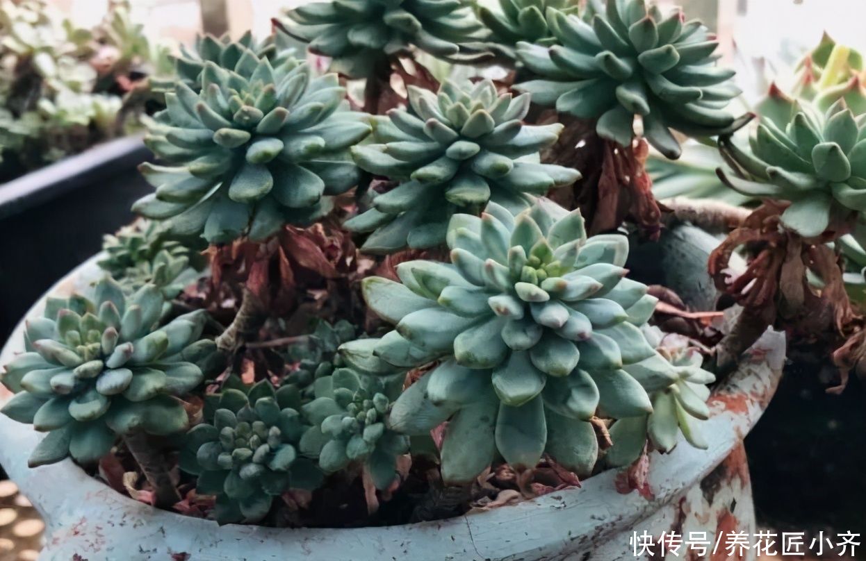 土壤|夏天多肉长气生根，不一定是缺水，别着急补水，可能是这两个原因