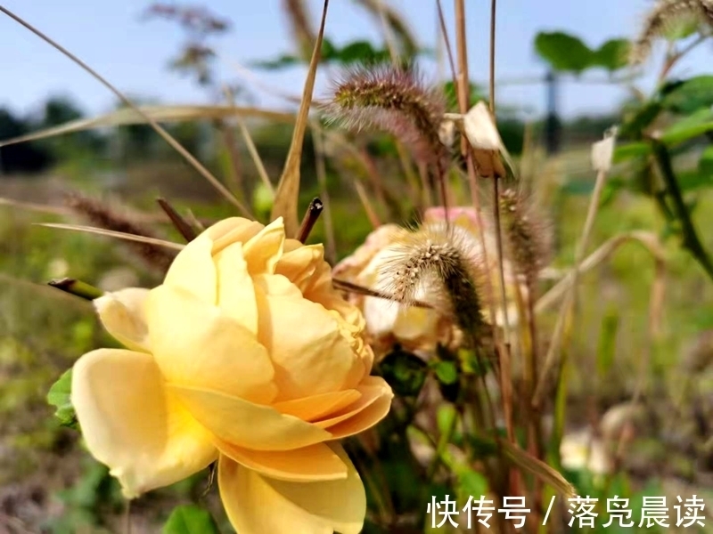 网红达人|郑州西流湖公园初现网红花海数公顷各色花卉芳香扑鼻