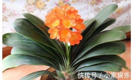 怎么样能让家里的君子兰提前开花学会以下几招,开花上百朵