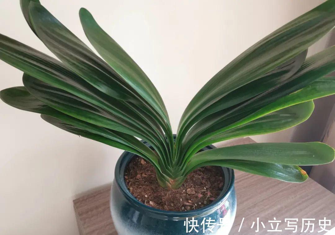 缺德商贩,把“绿化草”包装成“进口花”来卖,上当的人真不少