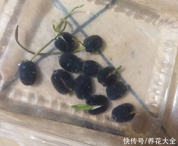 芍药|要想繁殖这3种花，不建议买种子，种出来也不是想要的样子