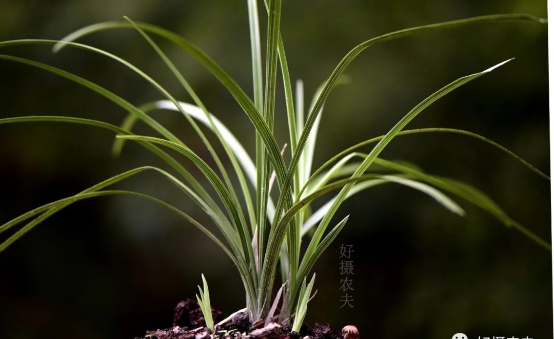 矿泉水|夏天兰花不好养?这4个坑不要再踩了,新手兰友都做过