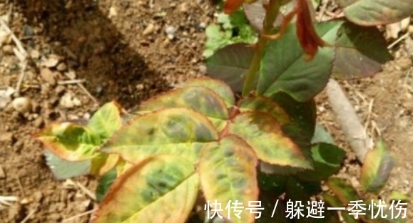 月季药害了怎么办,做好4点防药害,及时干预促生长