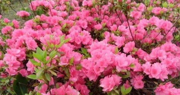 用“它”喷一喷,绣球花、杜鹃花、栀子花蹭蹭猛长,真是太喜人了