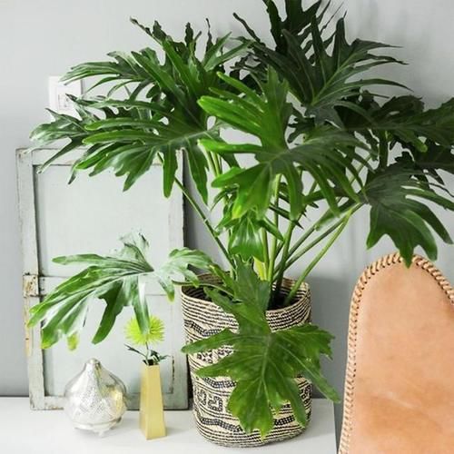 四种“气质花”，客厅养一盆，格调迅速提升，人人夸你眼光好