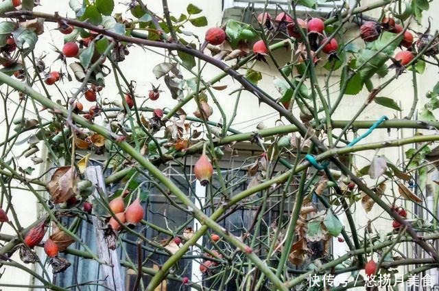 蔷薇|蔷薇枝条上缀满小红果