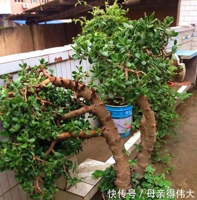 6种“懒人花”,看着很普通,养着很“实惠”,养得越久越觉得好