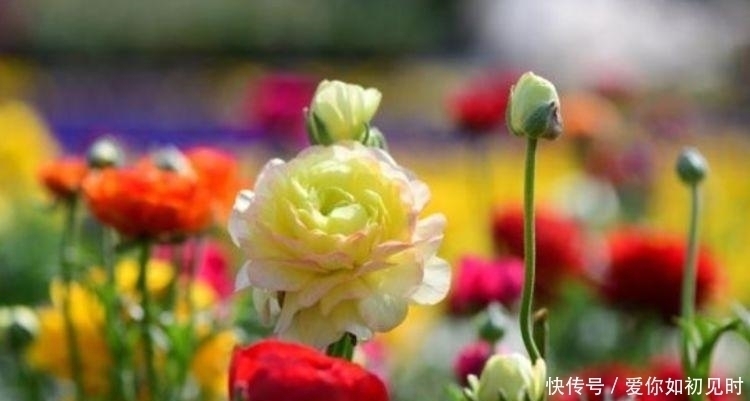 养人|4种花好养易活,旺财又养人,养一盆一年四季都在开!