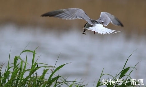 秋浦歌@陶弘景的一首好诗，采用夸张手法，很少有人读过，值得收藏和欣赏