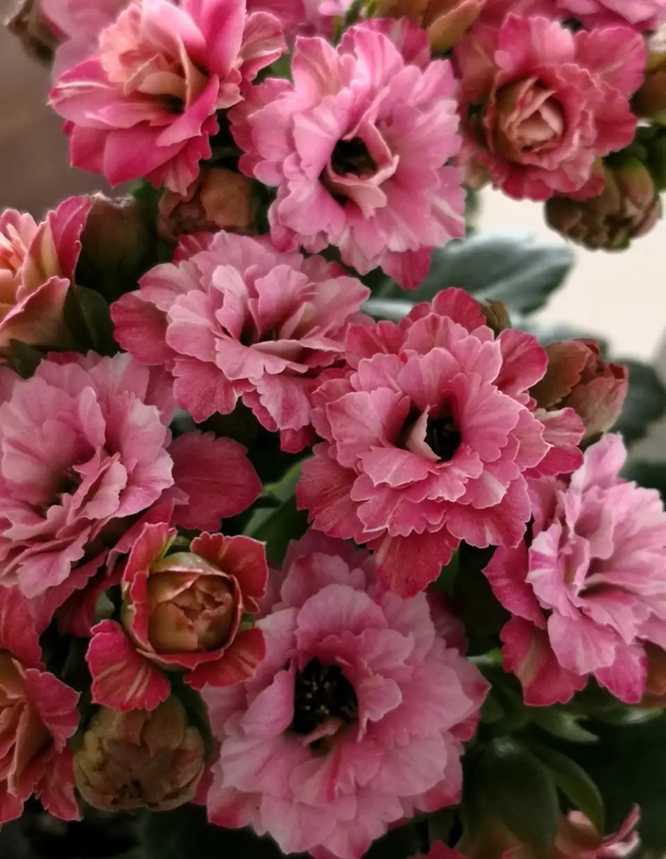 花色|75个长寿花品种,一个比一个美,一起来认识一下吧!