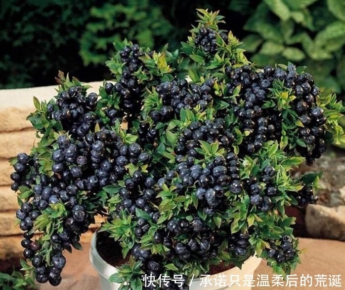 蓝莓|家里边最好养的水果盆栽,开花好看果好吃,还能保护视力!