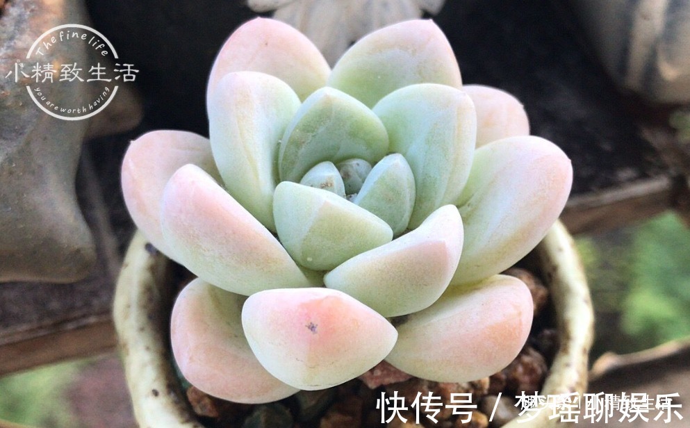 多肉一直不服盆,教你7个小方法,可快速发根,安全有效