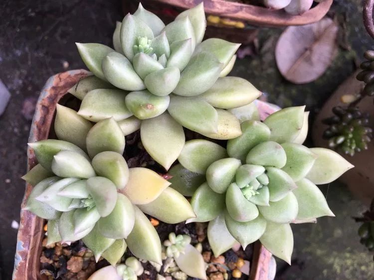 养多肉会上瘾，3年养了500多盆，既美化了环境又愉悦了心境！