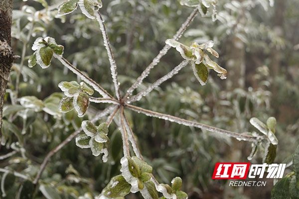 瑶乡|湖南道县：瑶乡瑞雪迎新春