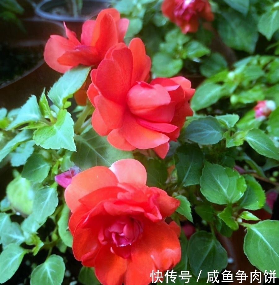 花色|5种好养的耐阴花,对光照没硬性要求,花繁叶茂、花色变化多样