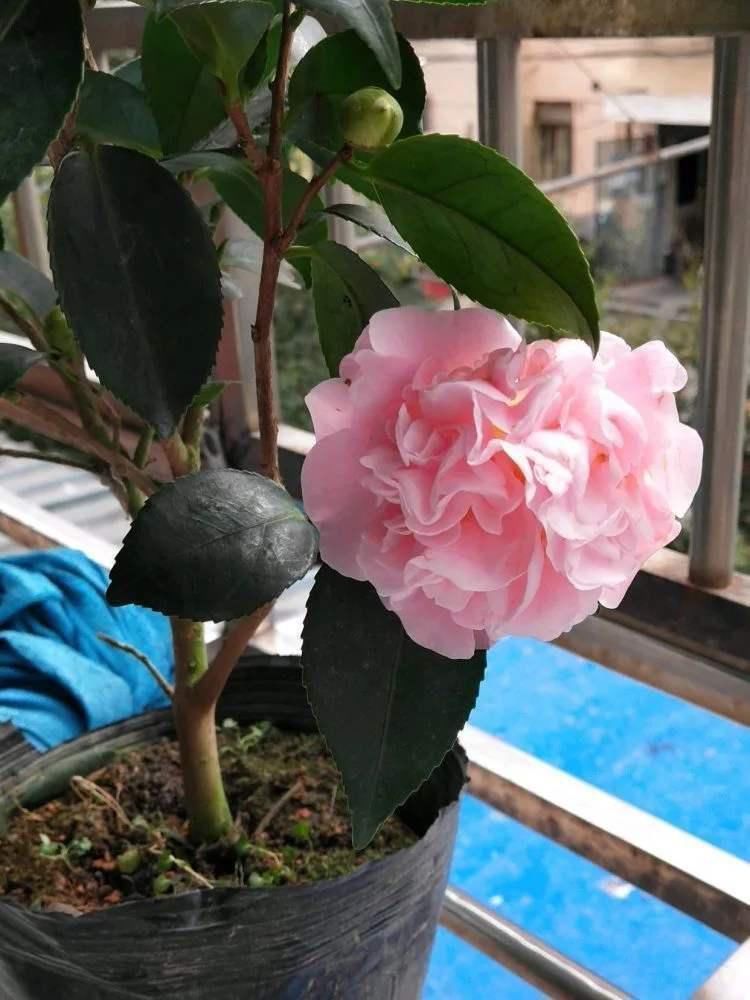 花朵|2种花特别适合冬天养,天气越冷花朵越鲜艳,状态比春天的花都美
