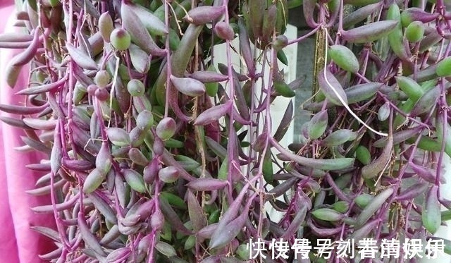 积水|王大妈把这3种多肉吊起来养,瞬间被圈粉,美炸了