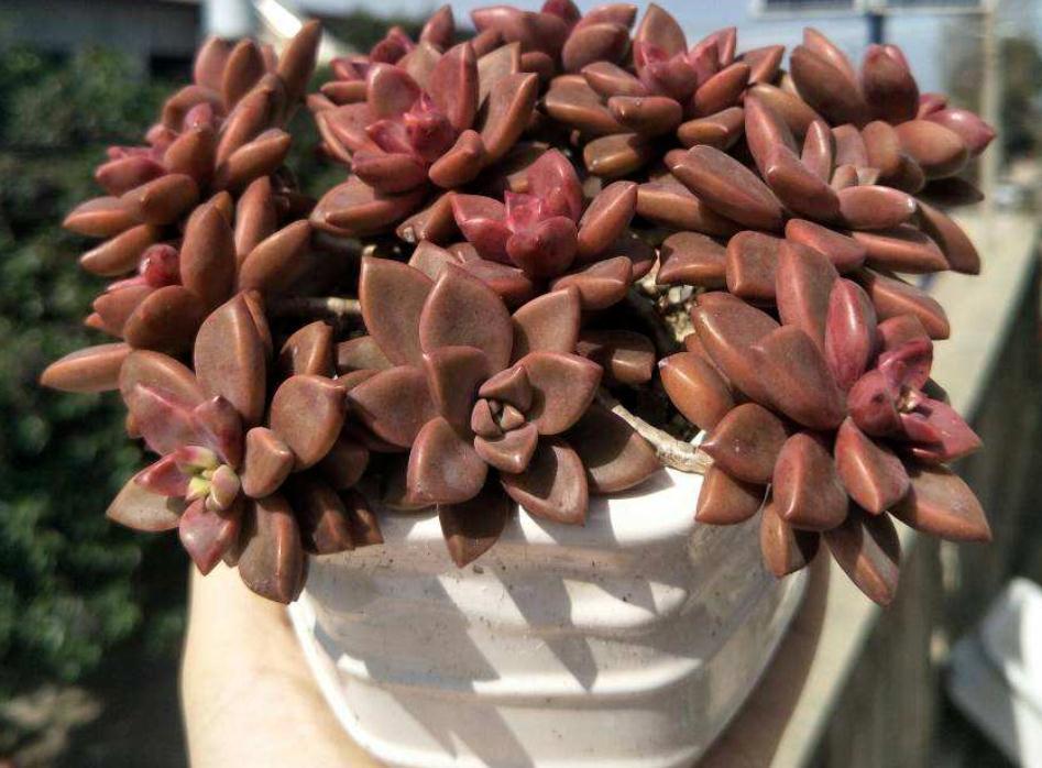 入冬前养多肉,弄懂4个问题,茎叶肥嘟嘟惹人爱