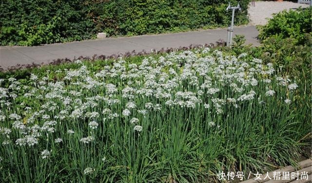 家种韭菜为啥长不快,补上这个方法后,种后苗粗收割多,吃法多