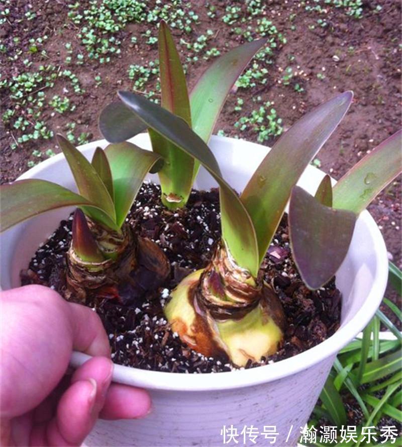 翻盆|4种花,春天“翻盆”要注意,用小盆才能多开花