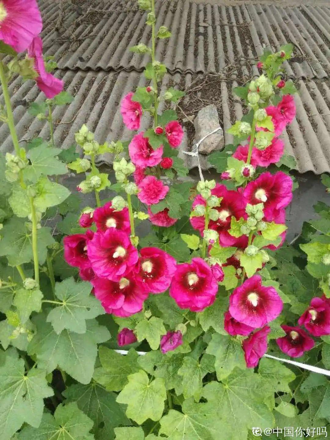 蕾丝|30种夏天花,热不死、晒不死,大半年都开花,还没病虫害