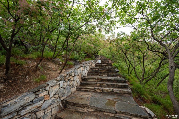 粉红|【郊野行摄】春风拂面，黄栌花开---雨中游京西幽岚山