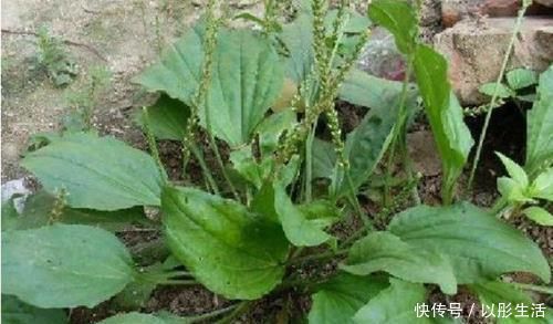 芥藍|5種讓人頭疼的“害草”,個個都是“抗癌王”,比蒲公英好100倍