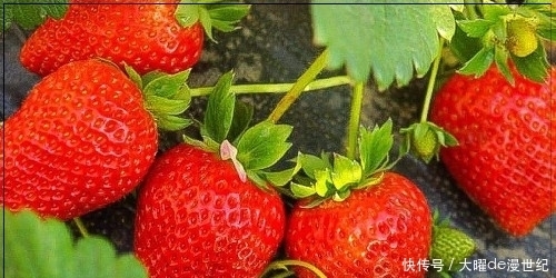 水果|冬天常4种水果：补水、抗感冒，促进排便！