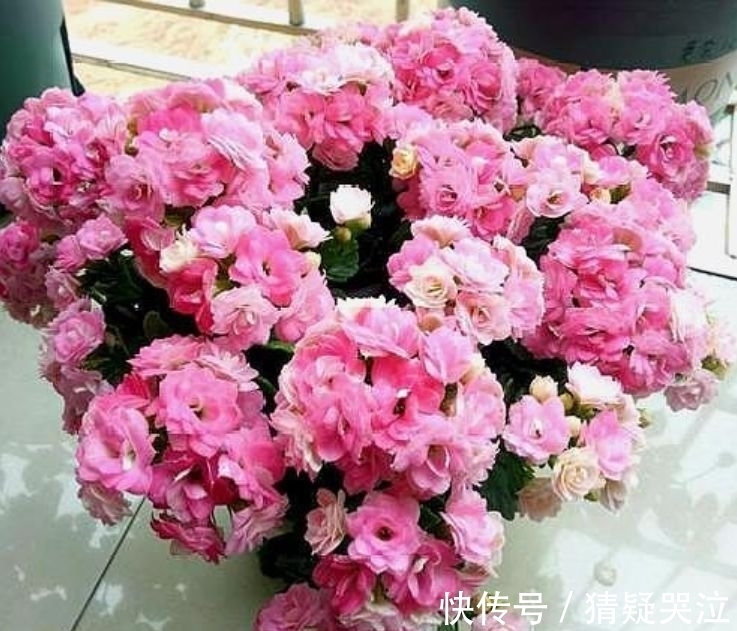 居家就养此款花卉,不闻不问,花开爆盆美如花,太漂亮了!